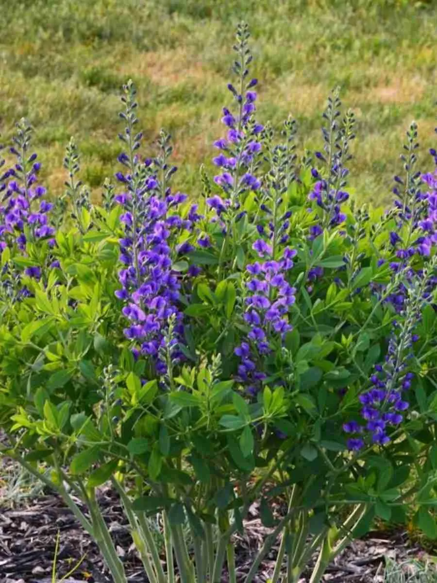 Баптизия Австралийская
