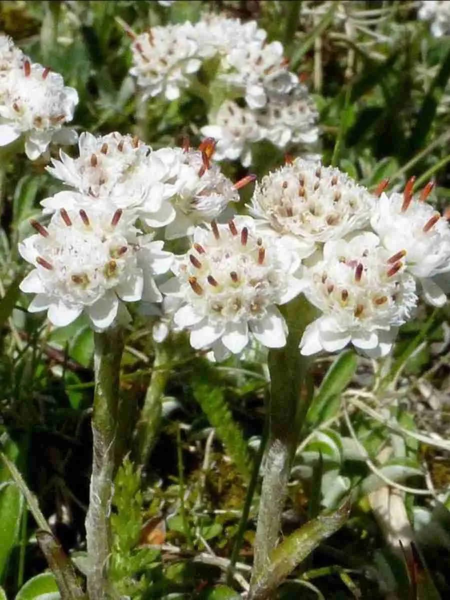 Антеннария Антеннария