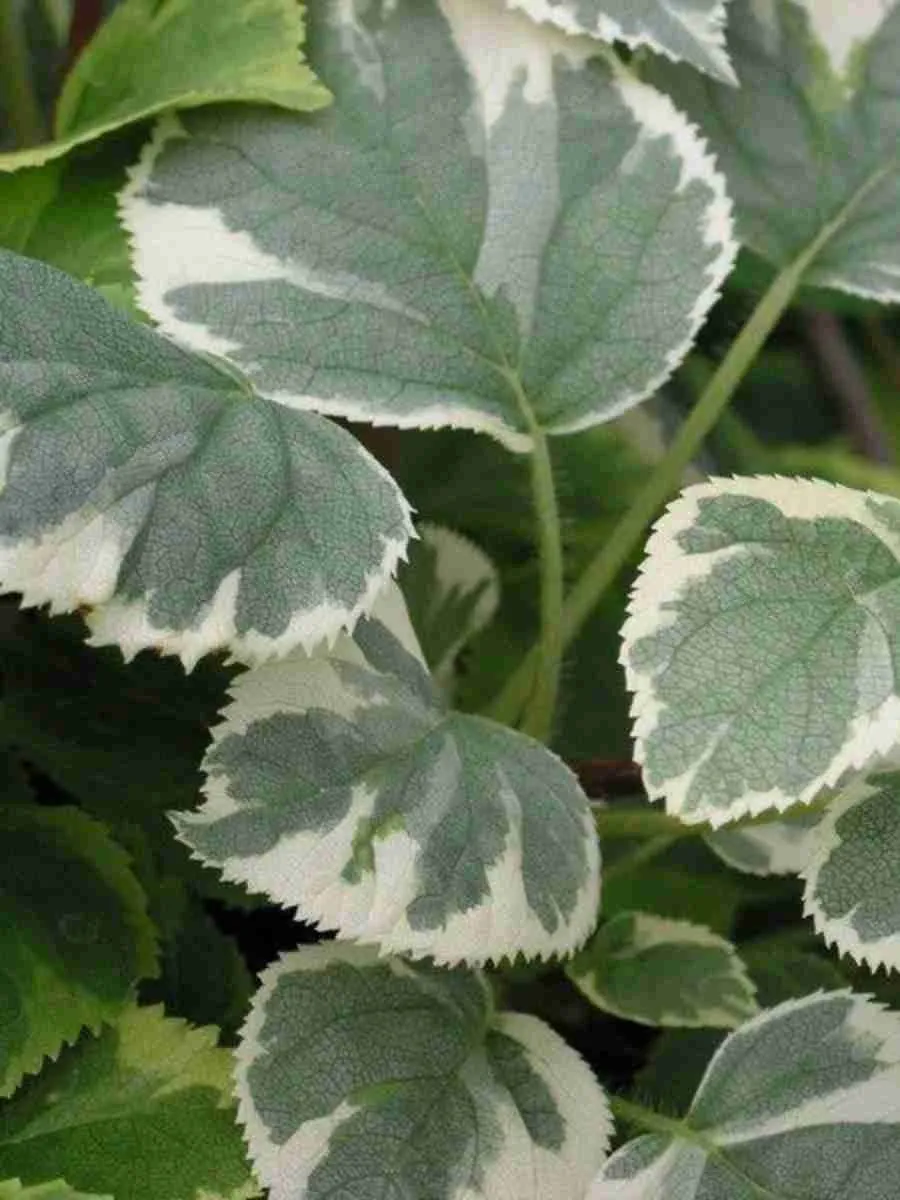 Гортензия длинночерешковая Take a chance