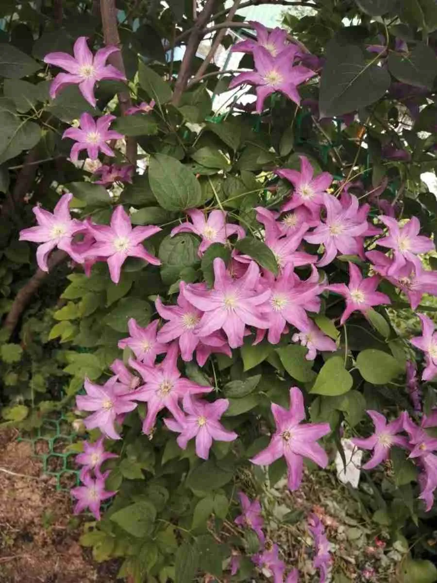 Клематис гибридный Danuta