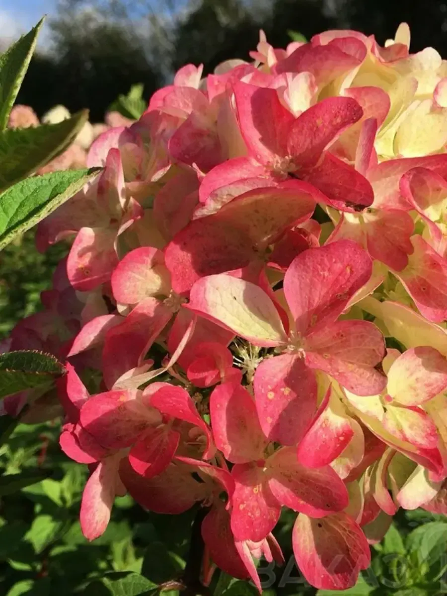 Гортензия метельчатая  Graffiti