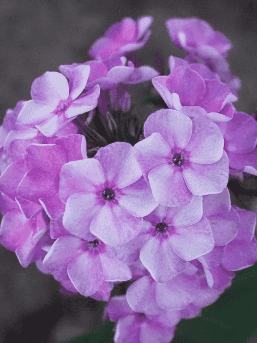 Флокс метельчатый Капелька