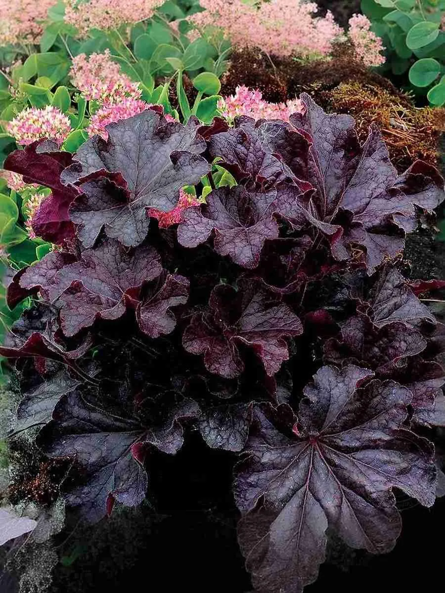 Гейхера Grande black