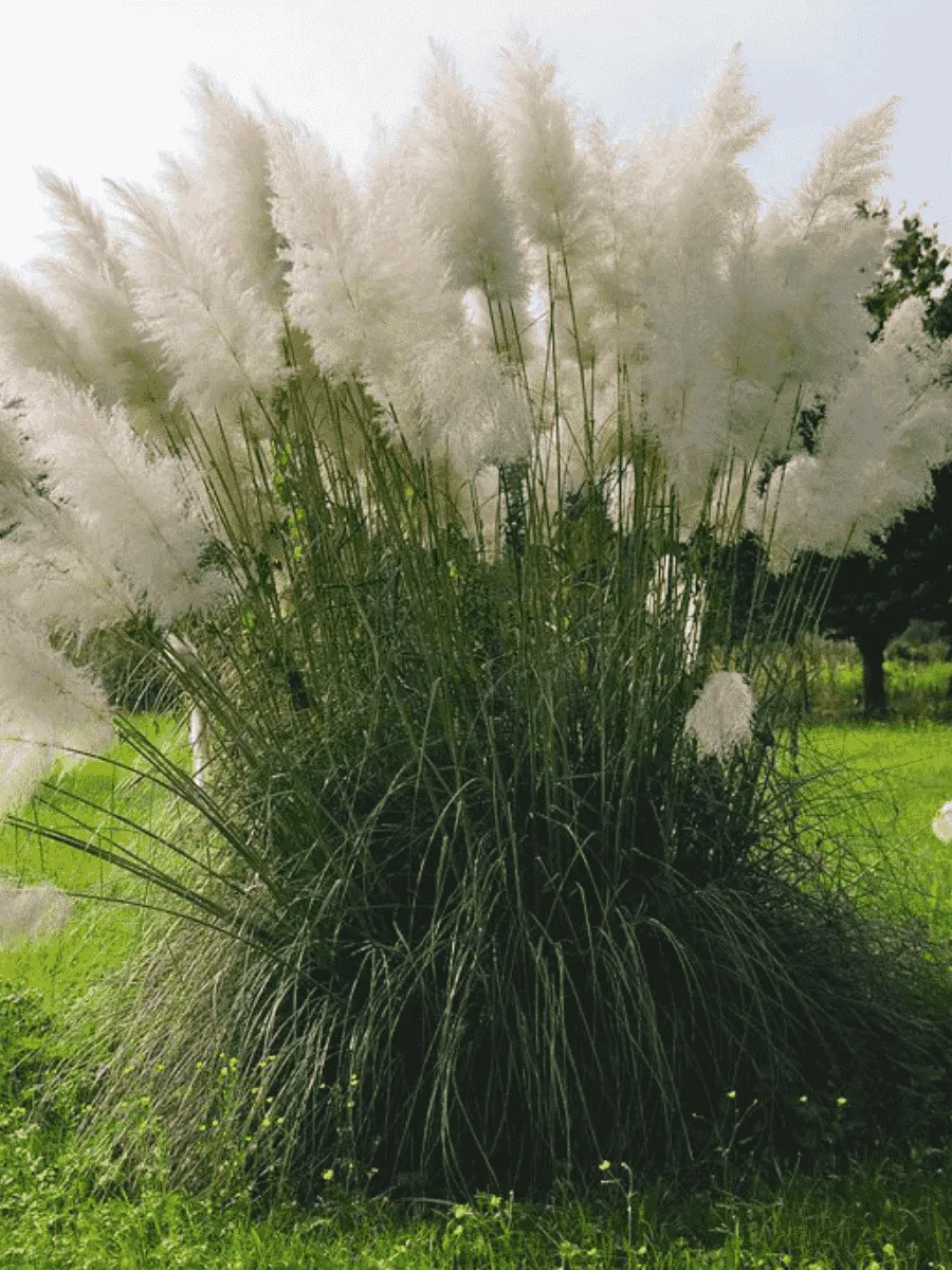Кортадерия Cелло White Feather Кортадерия Cелло White Feather