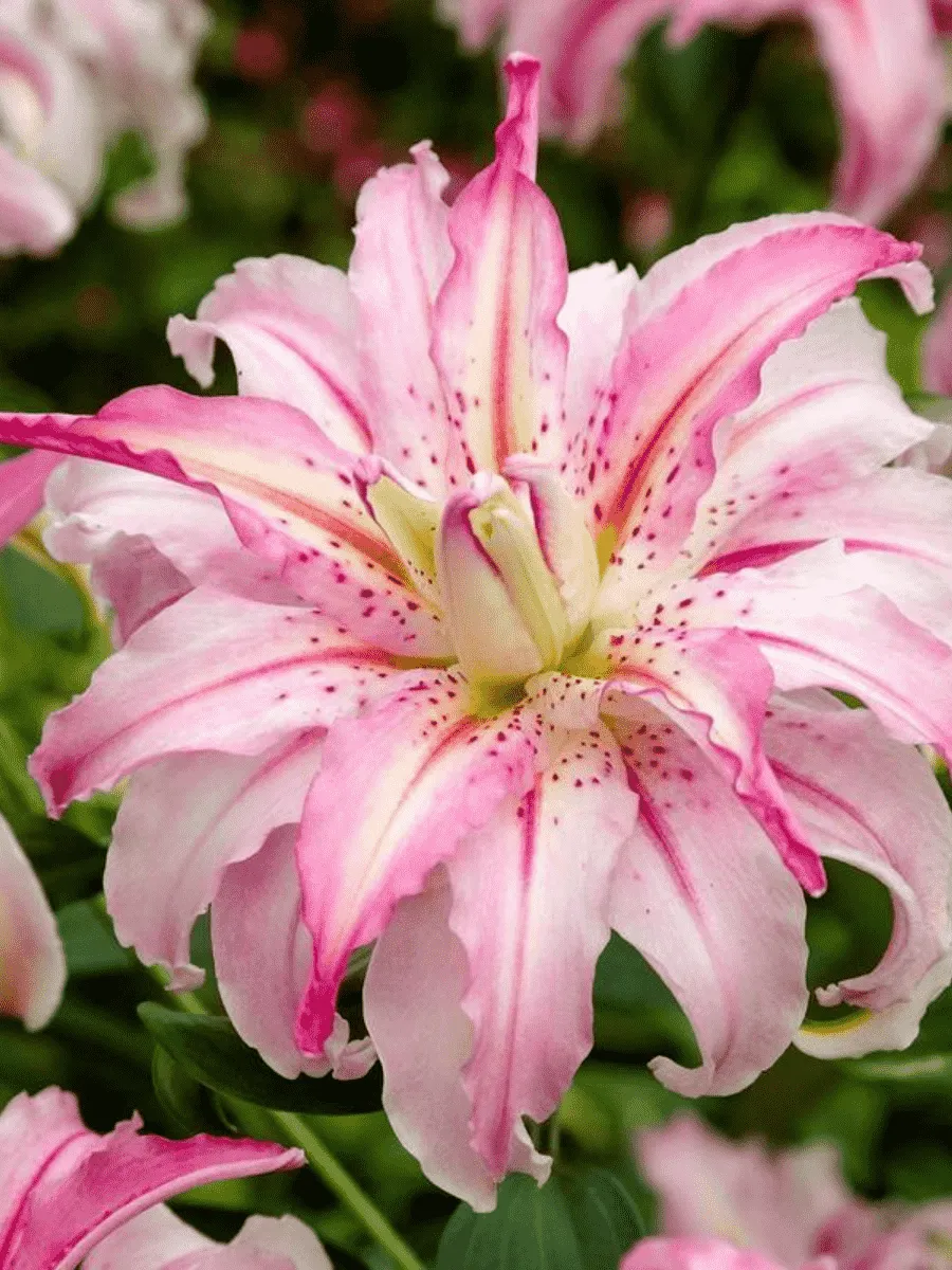 Лилия Broken Heart (Lotus Elegance)