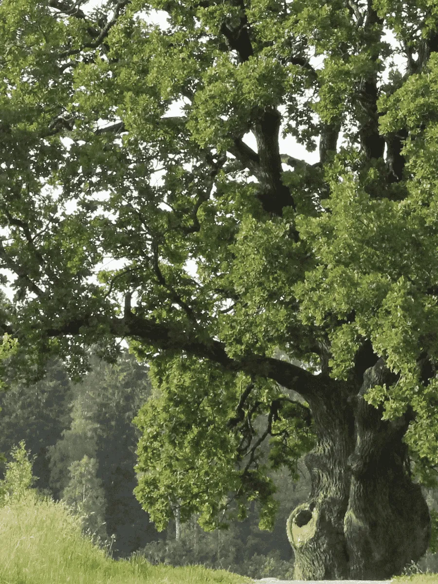 Дуб черешчатый Дуб черешчатый