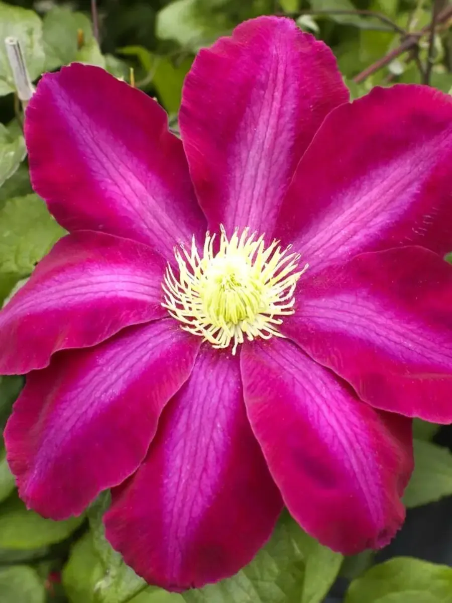 Клематис гибридный Hoshi no Flamenco