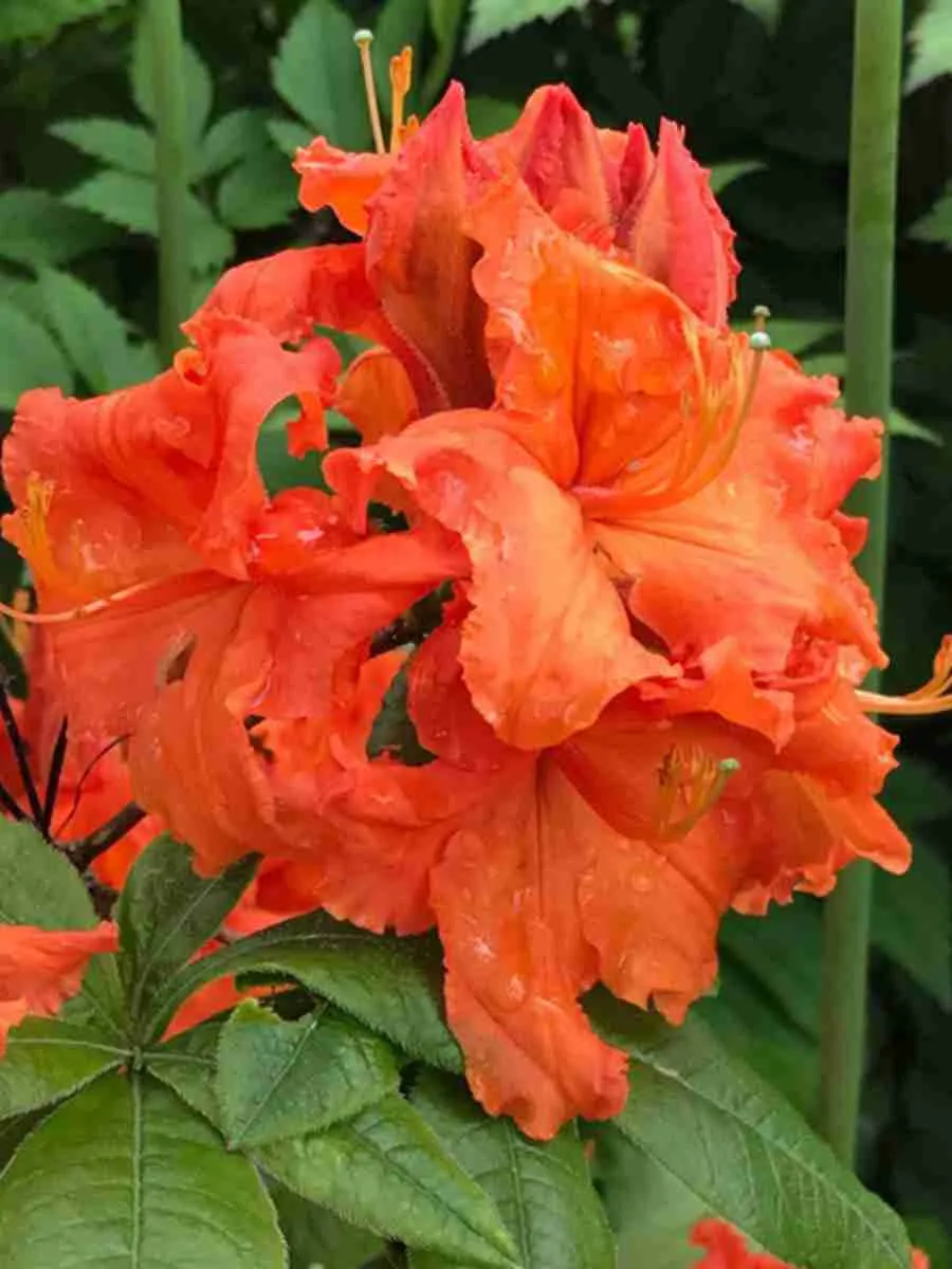 Азалия крупноцветковая Gibraltar Азалия крупноцветковая Gibraltar