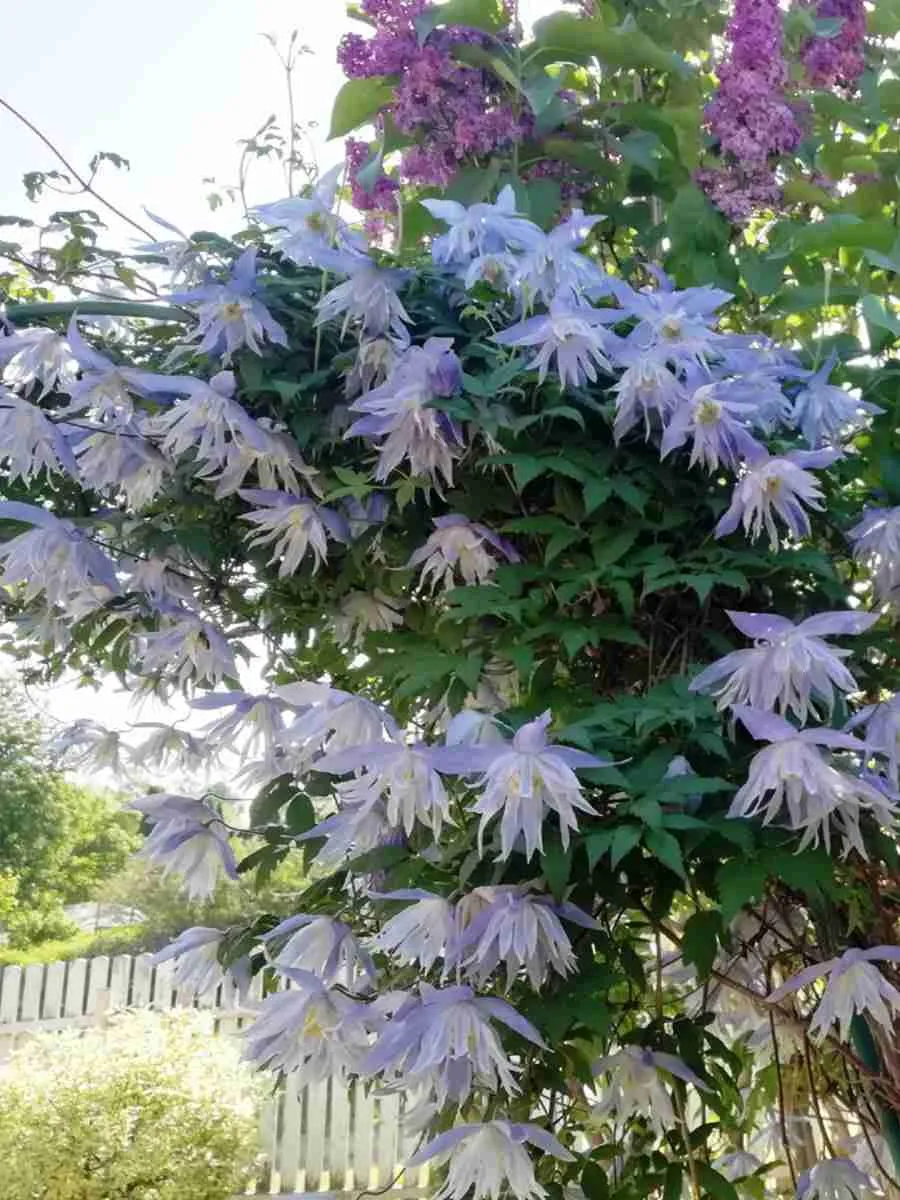 Клематис гибридный Maidwell Hall Клематис гибридный Maidwell Hall