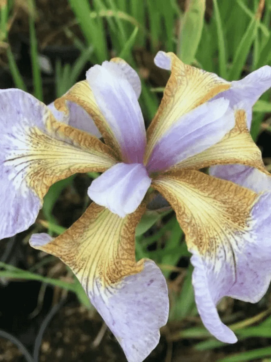 Ирис сибирский Memphis Memory