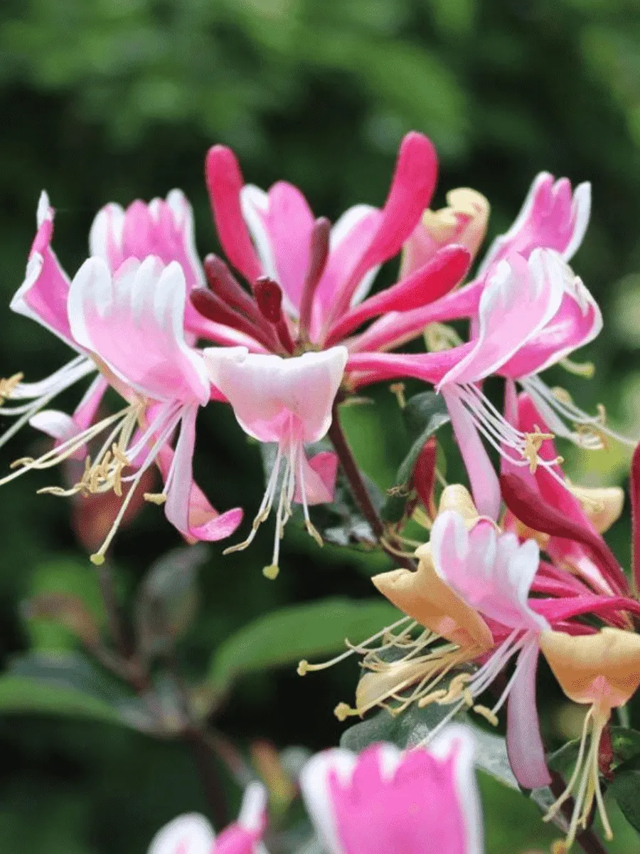 Жимолость вьющаяся FRAGRANT CLOUD Жимолость вьющаяся FRAGRANT CLOUD