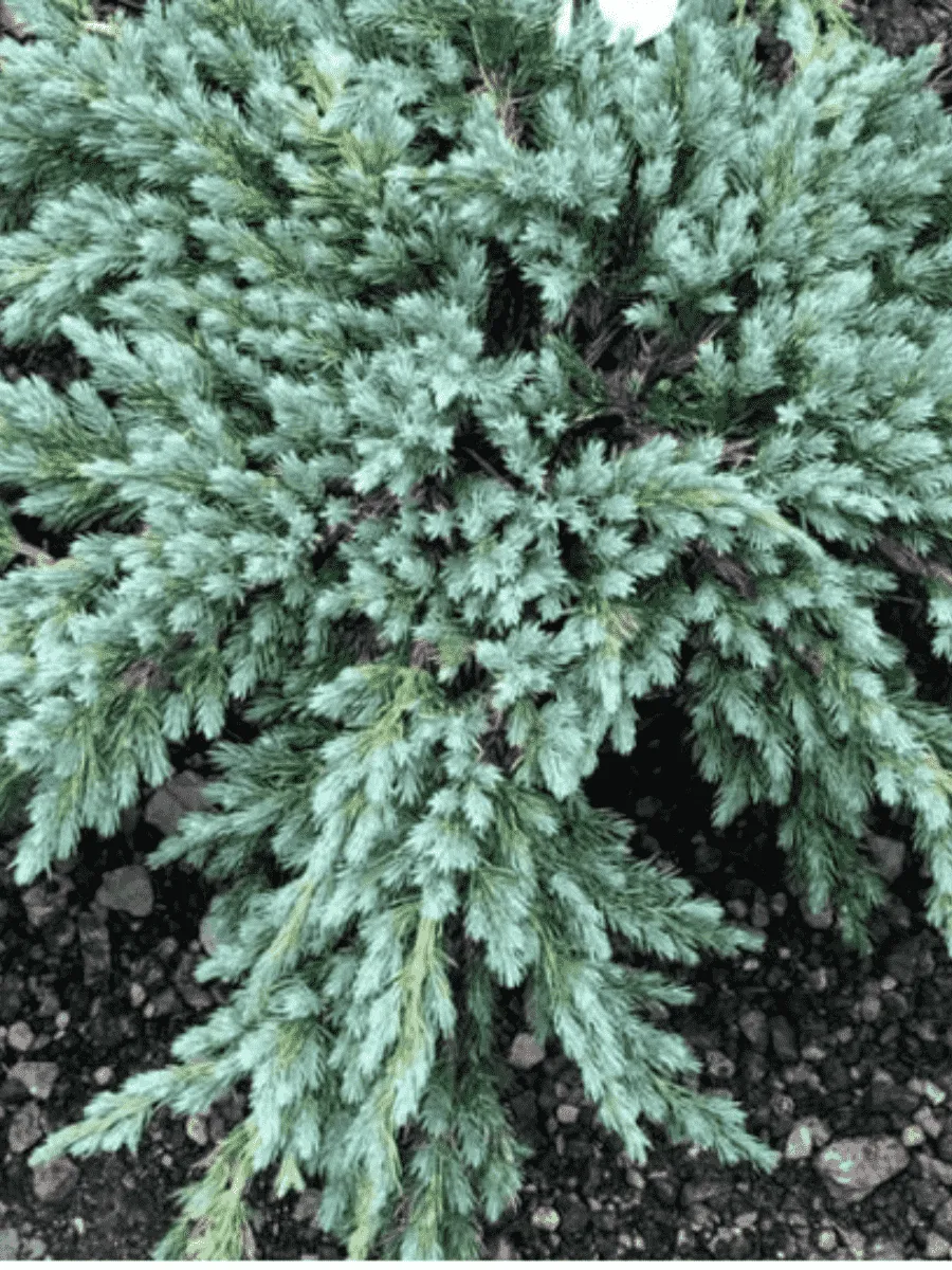 Можжевельник чешуйчатый Blue Spider