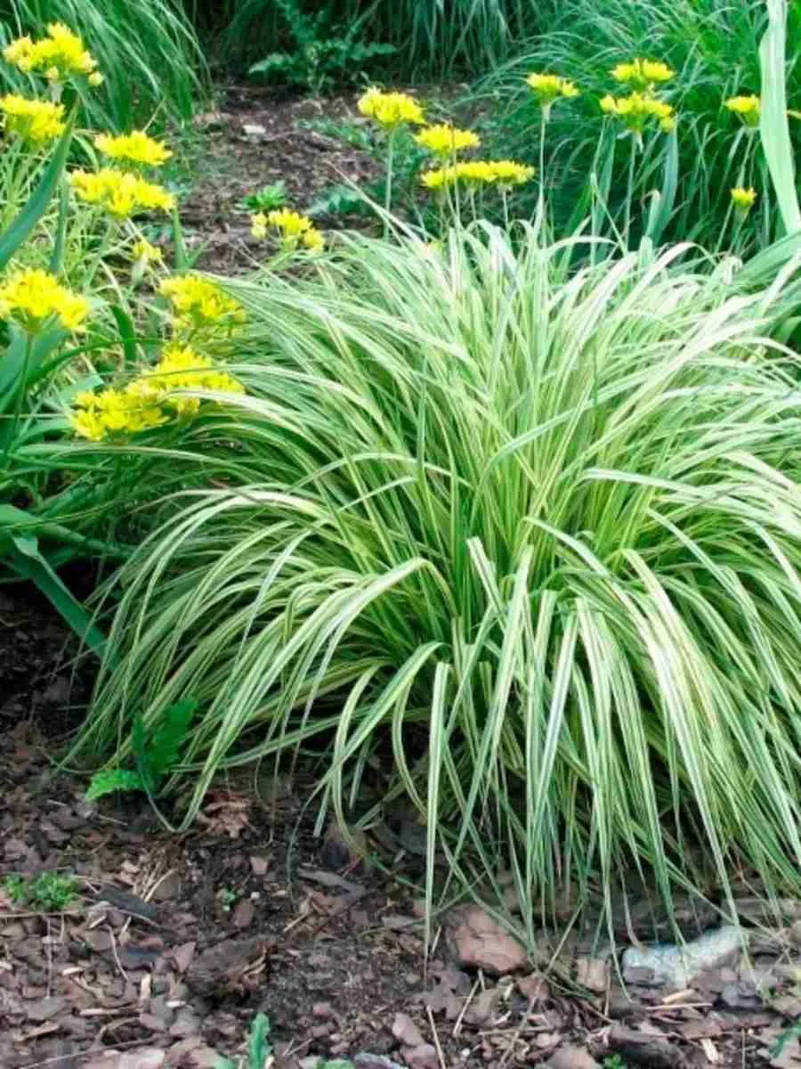 Молиния голубая Variegata