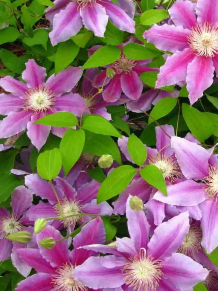 Клематис Tudor