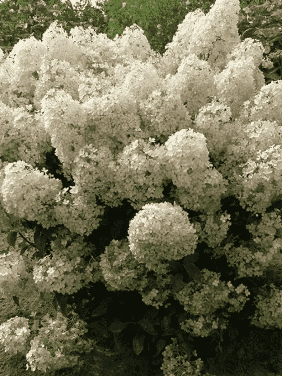 Гортензия метельчатая Bobo ТОЛЬКО САМОВЫВОЗ Гортензия метельчатая Bobo ТОЛЬКО САМОВЫВОЗ