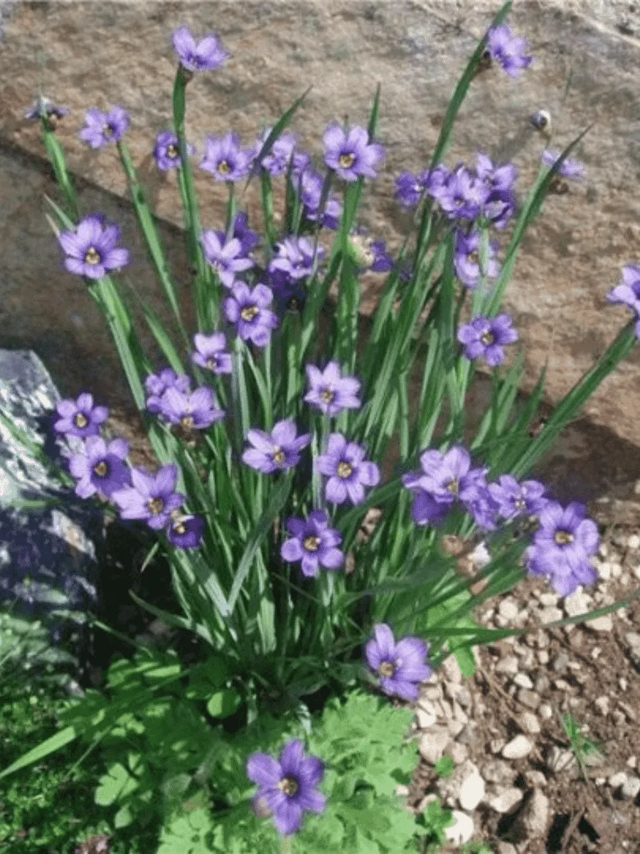 Сисюринхий Сисюринхий