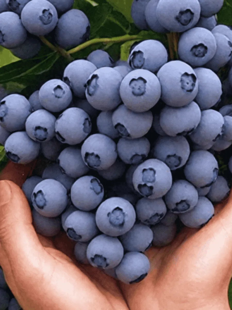 Голубика высокорослая Ozarkblue Голубика высокорослая Ozarkblue