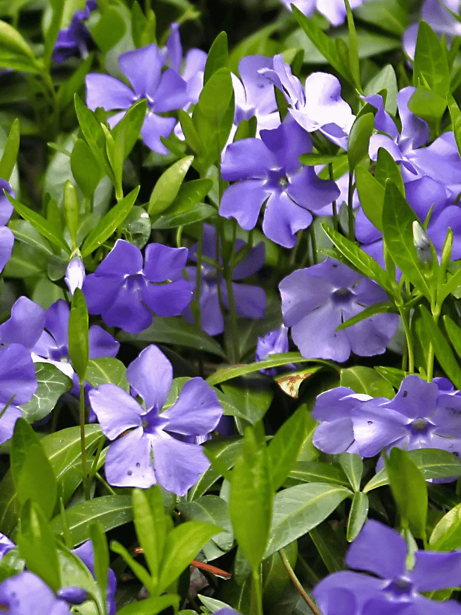 Барвинок малый Барвинок малый