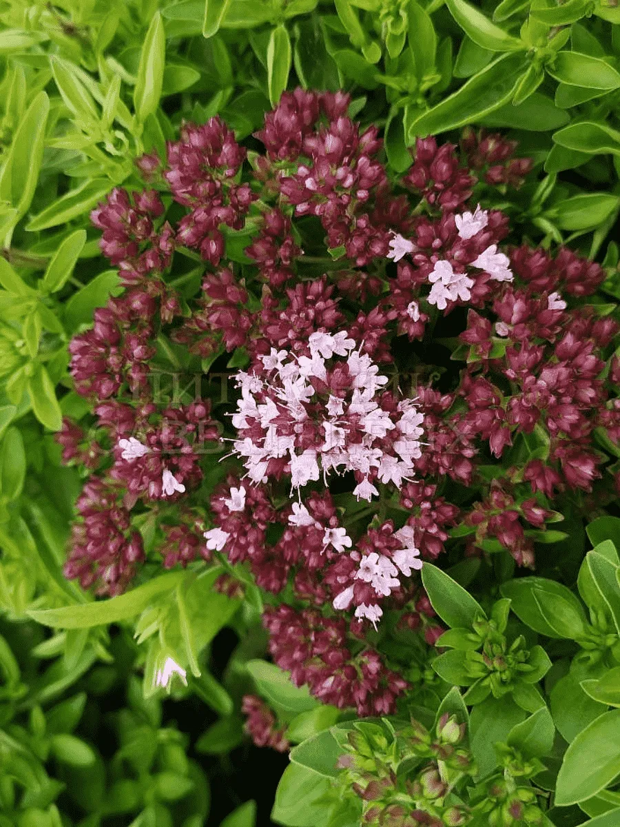 Душица обыкновенная Hot&Spice