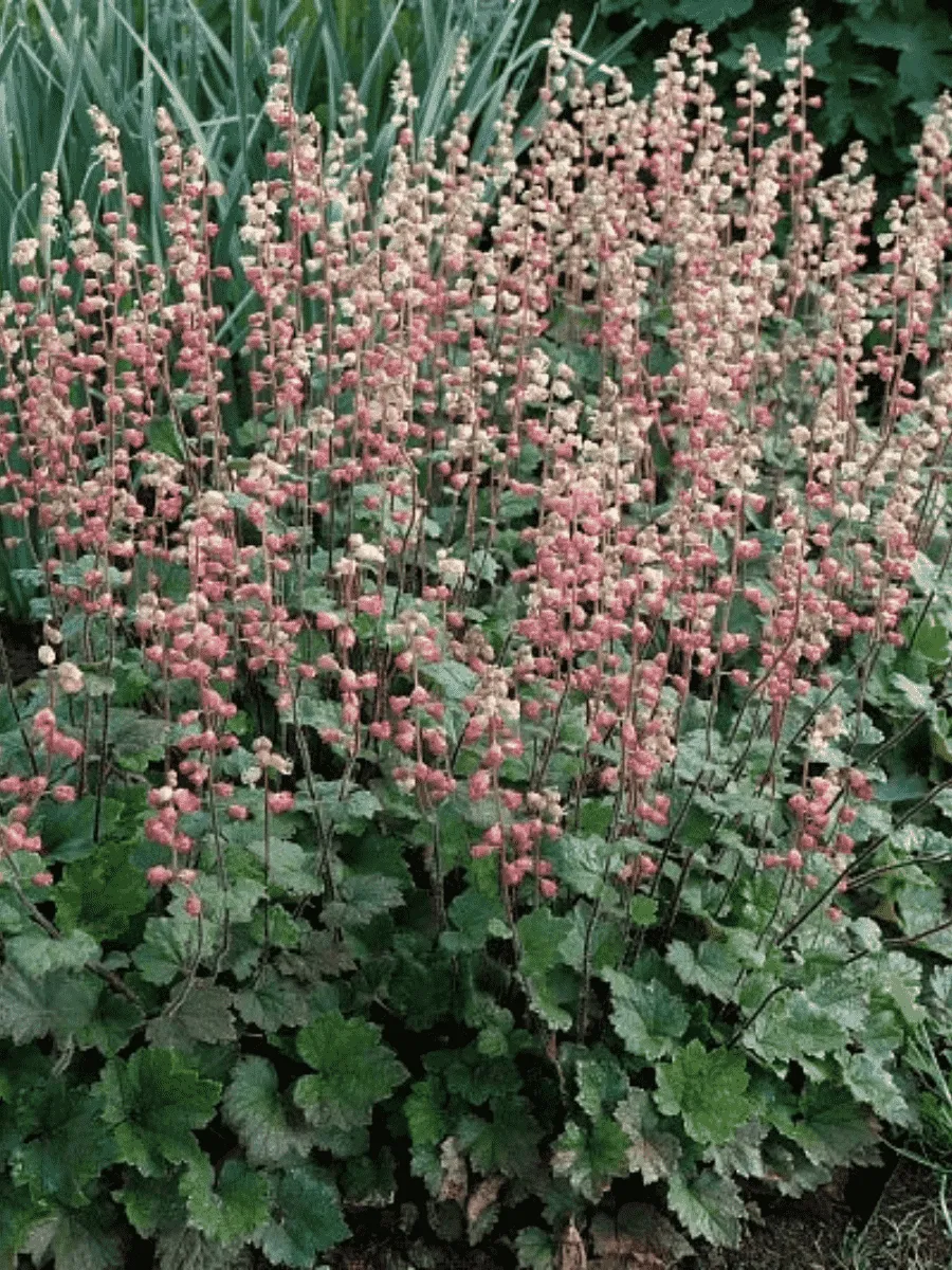 Теллима Теллима