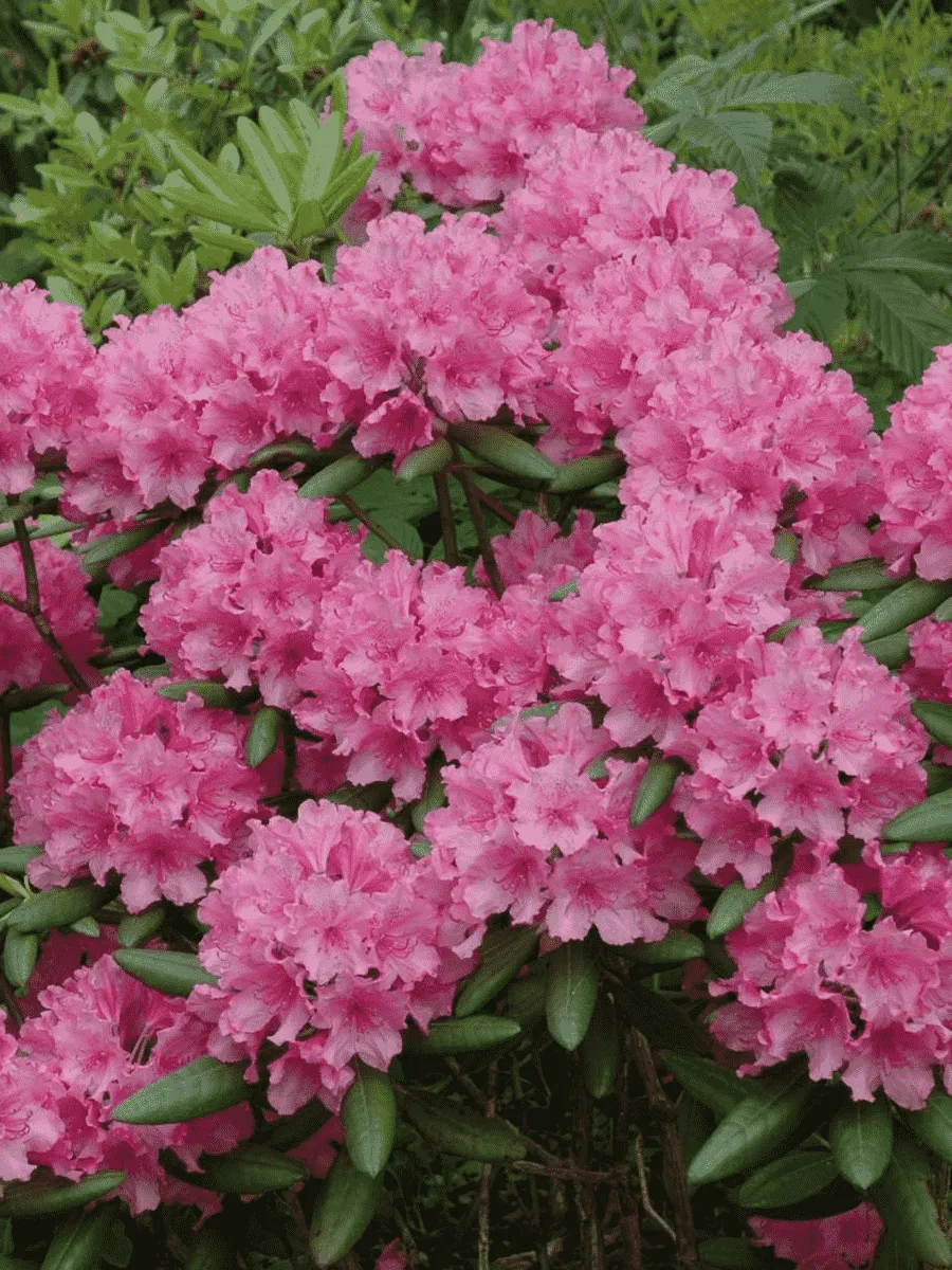 Рододендрон гибридный Гаага