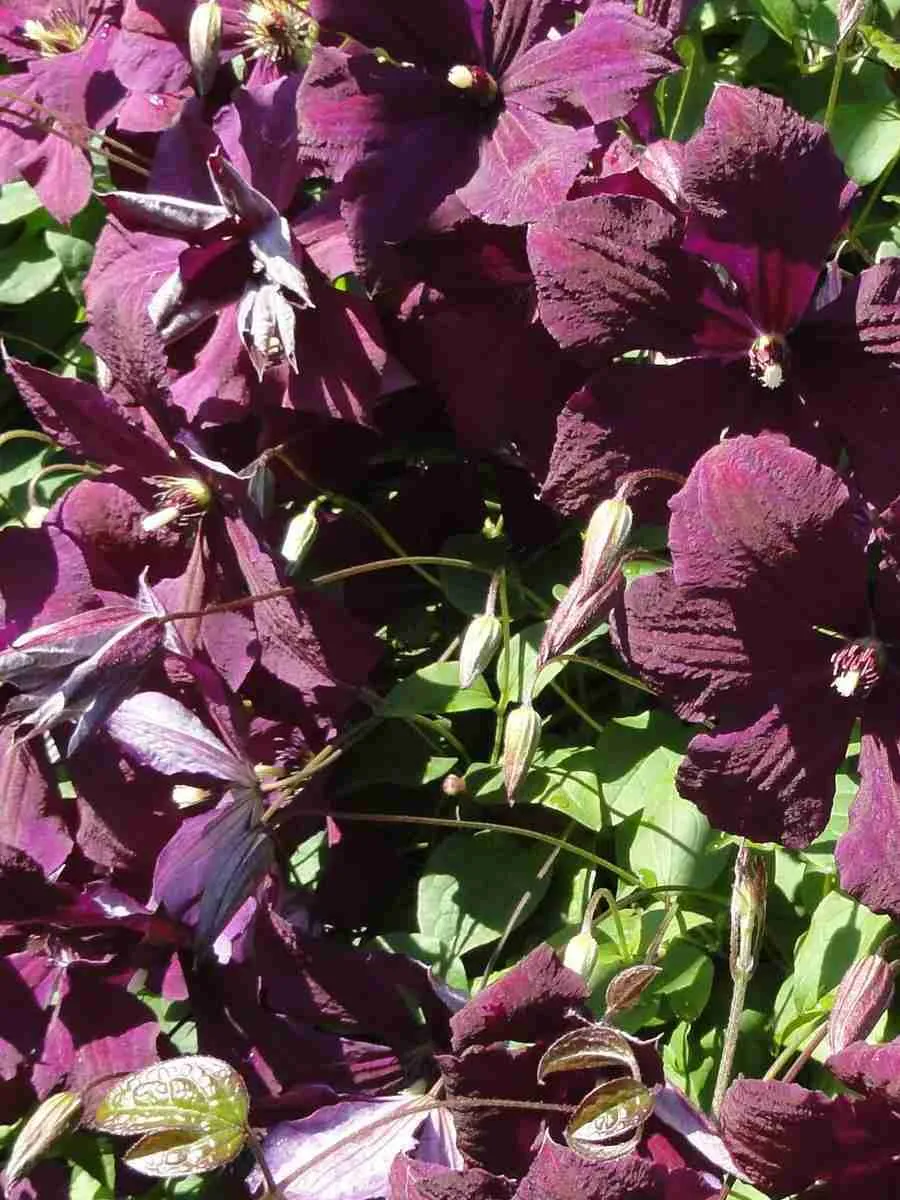 Клематис Slowianka