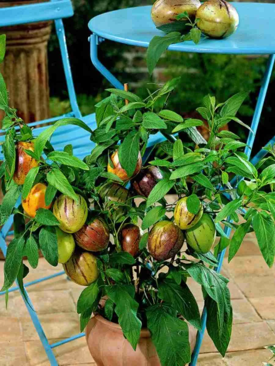 Пепино обыкновенное