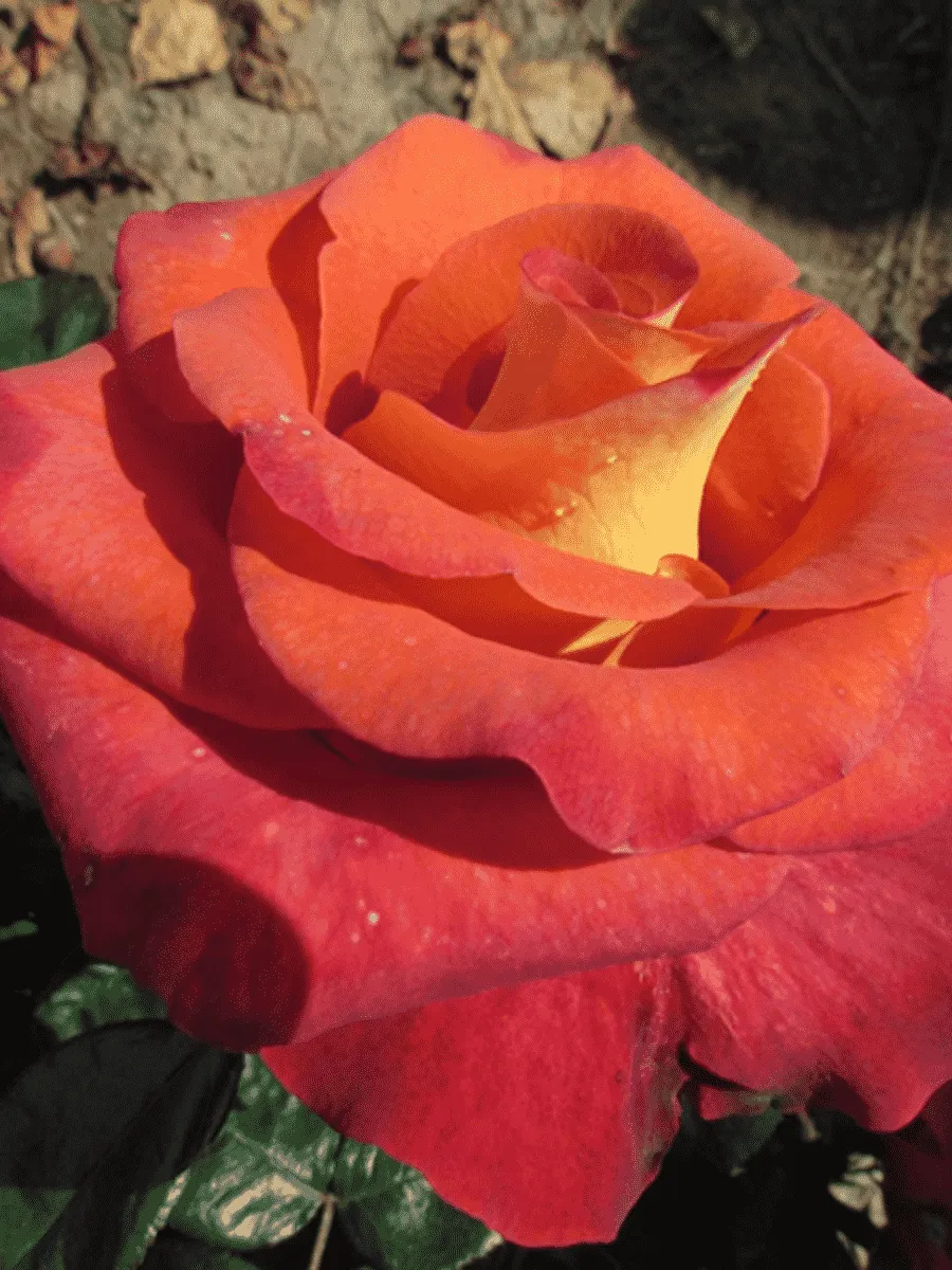 Роза чайно-гибридная Gypsy Leonidas