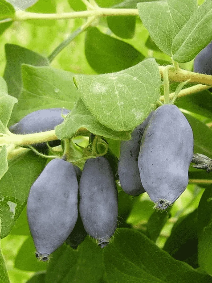 Жимолость плодовая Ленинградский великан Жимолость плодовая Ленинградский великан