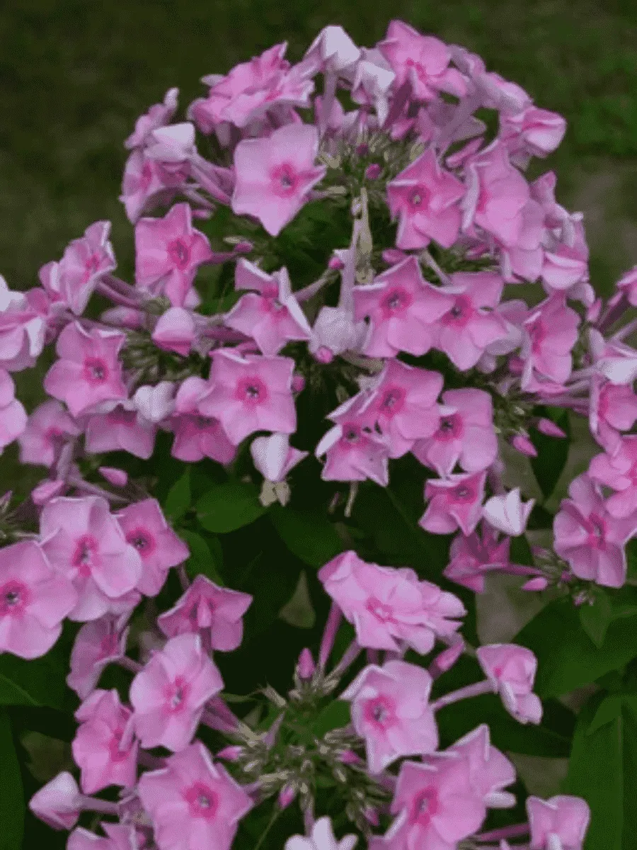 Флокс метельчатый Junior Bouquet