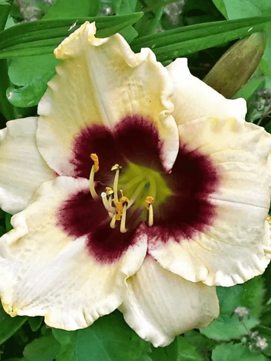 Лилейник Pandora's Box