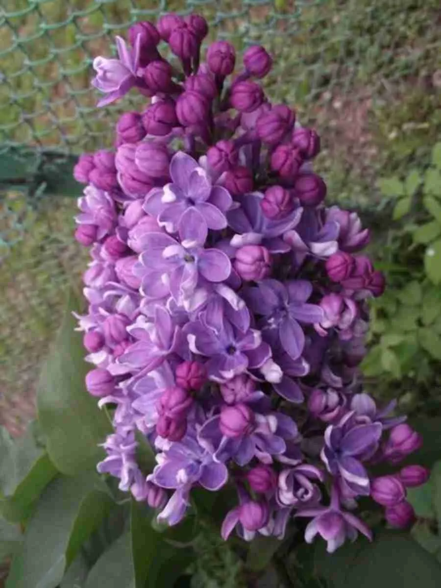 Сирень обыкновенная Владимир Архангельский