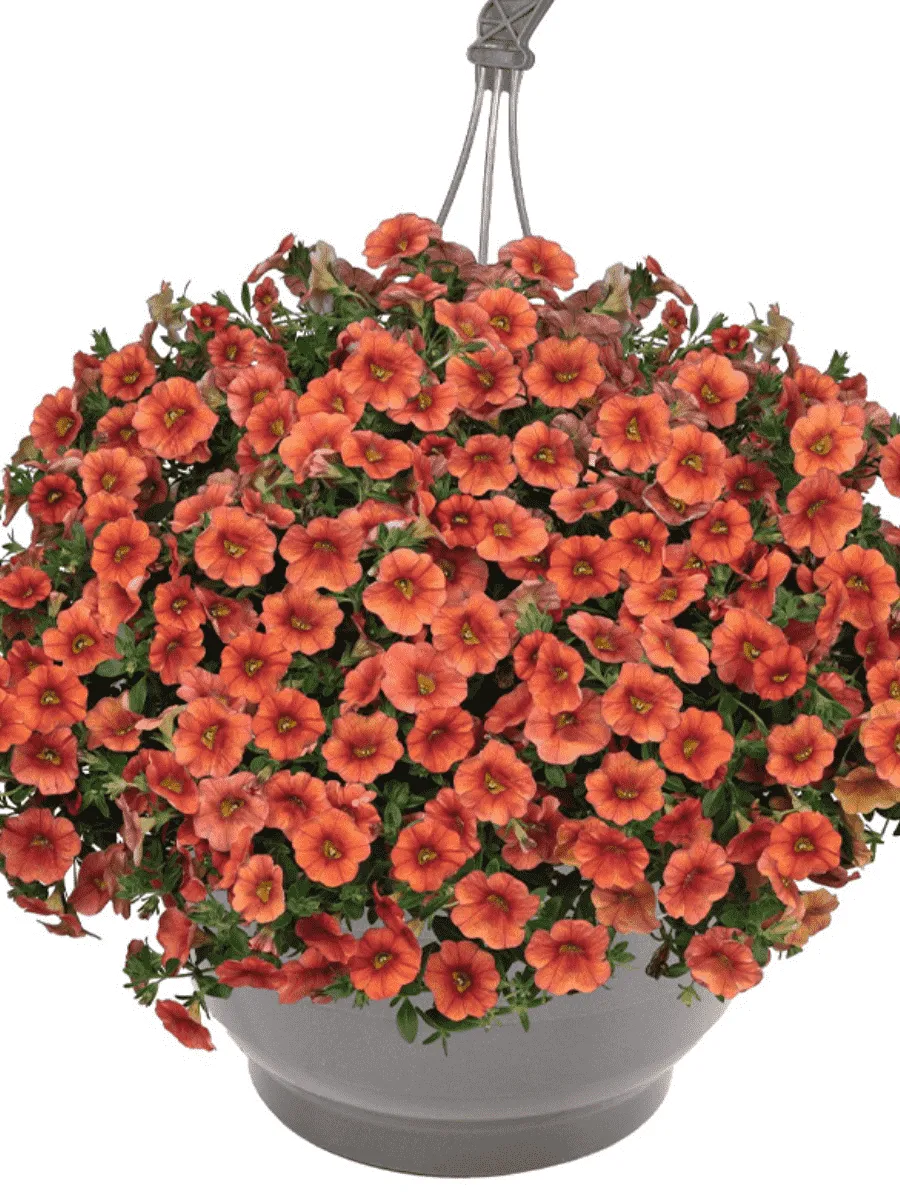 Калибрахоа Aloha Classic Hot Orange