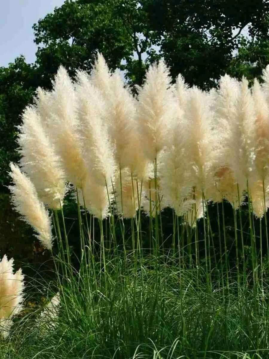 Кортадерия Cелло White Feather Кортадерия Cелло White Feather