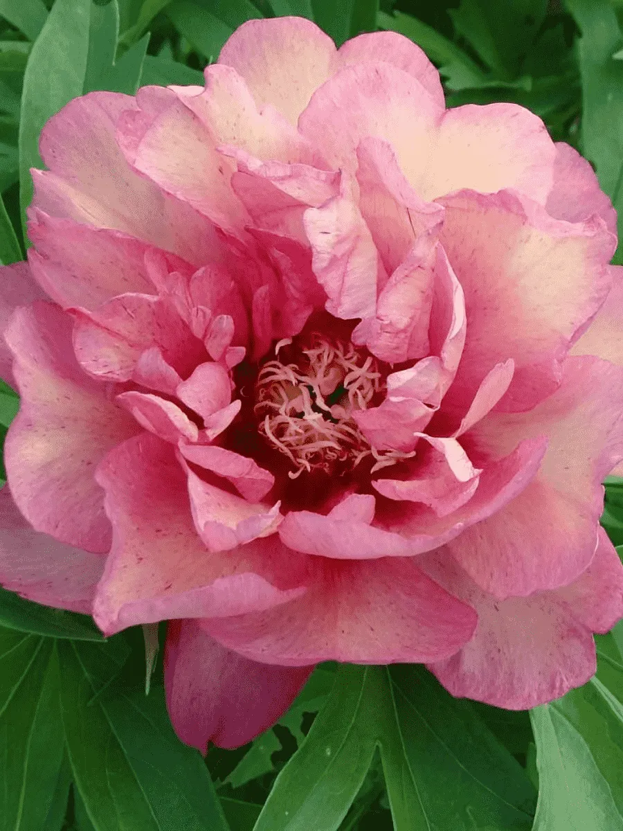 Пион ИТО Hillary