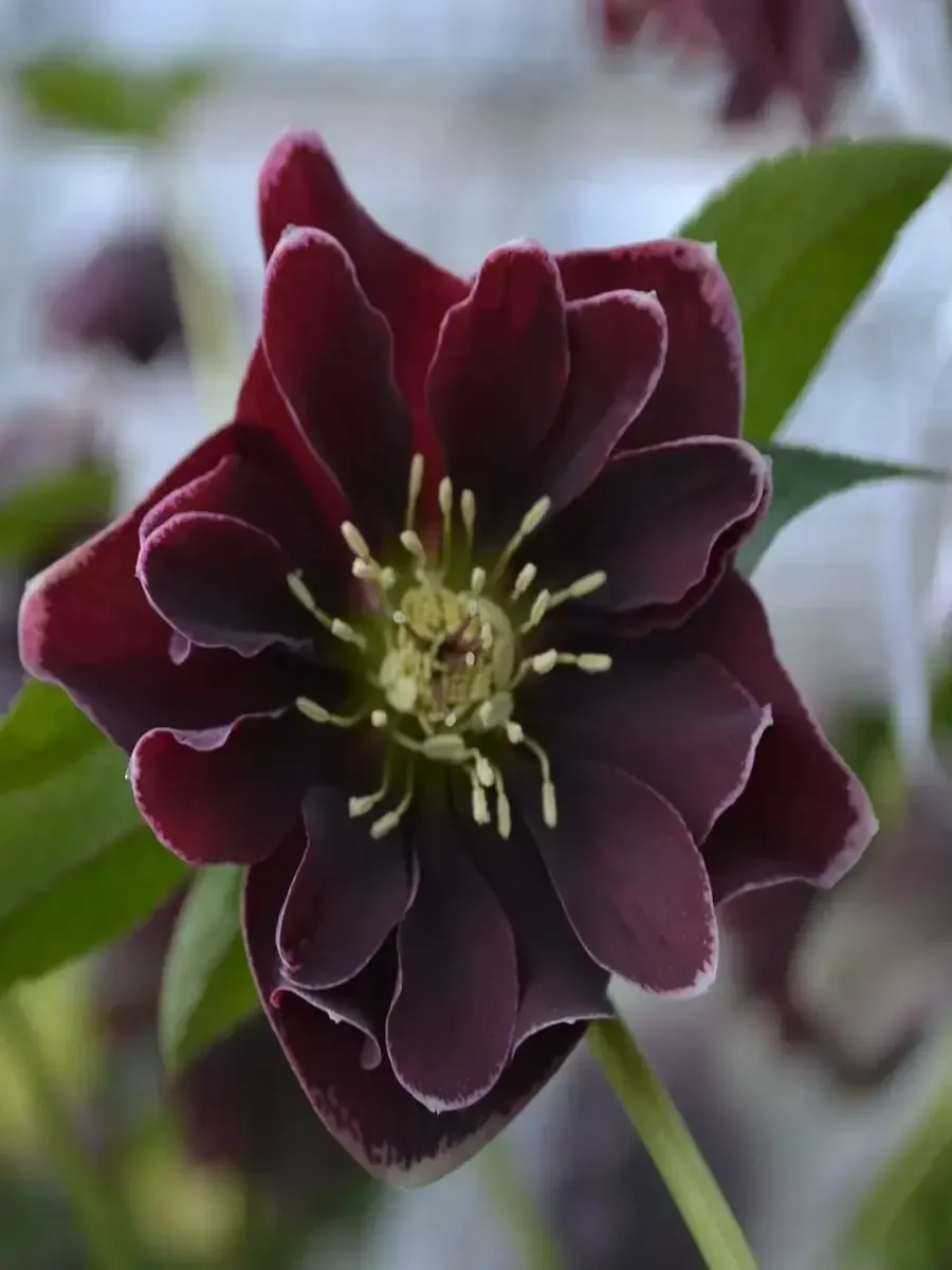 Морозник гибридный Double Aubergine White Edge