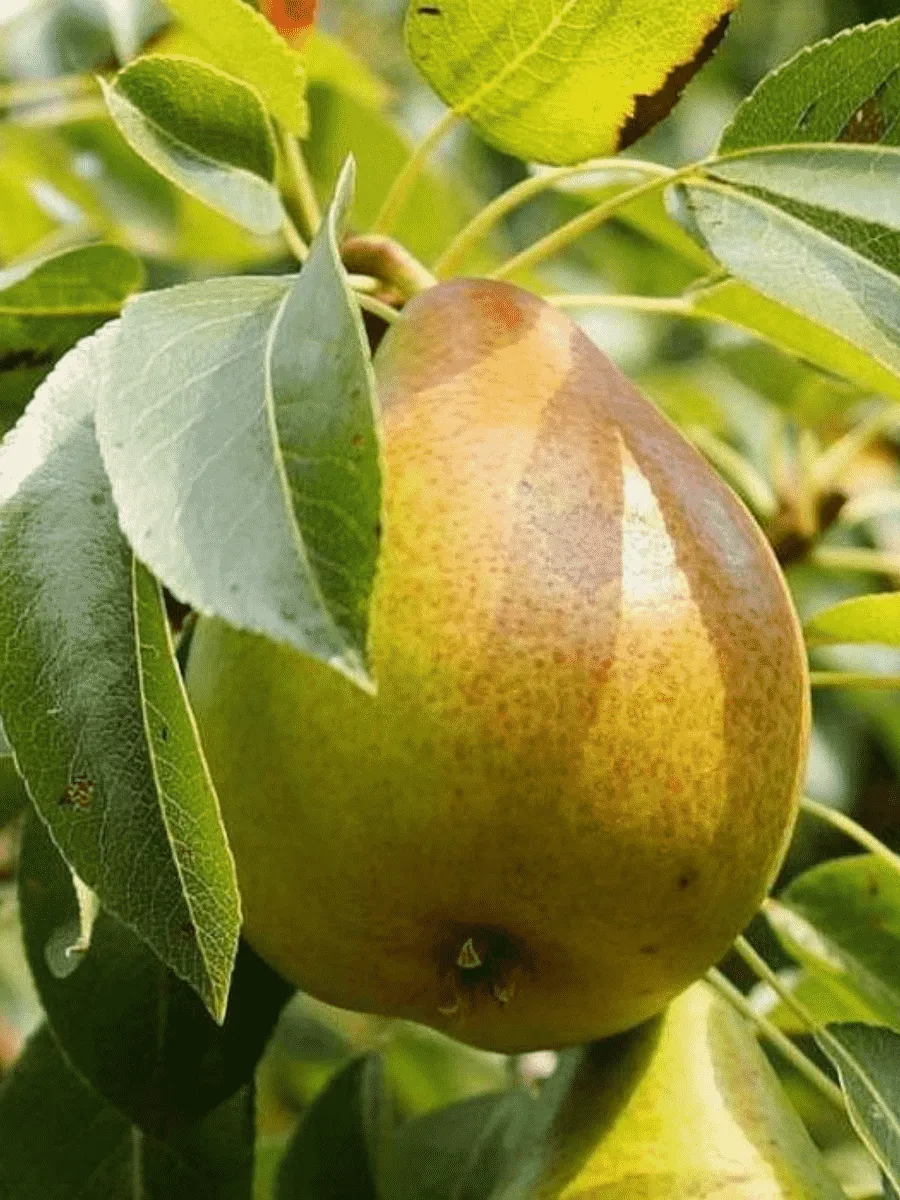 Груша Гера Груша Гера