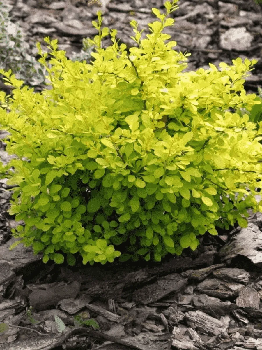 Барбарис Тунберга Aurea