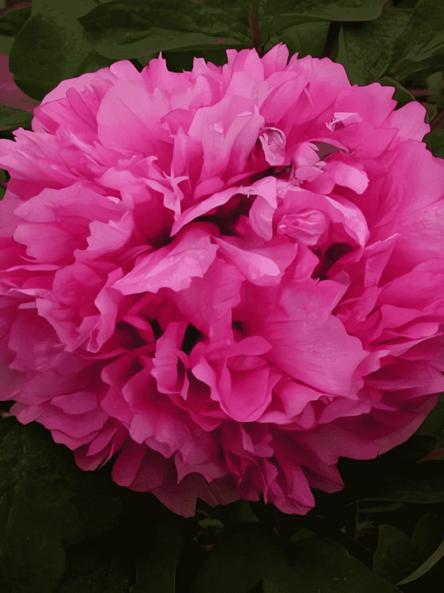 Пион древовидный Blazing Furnace