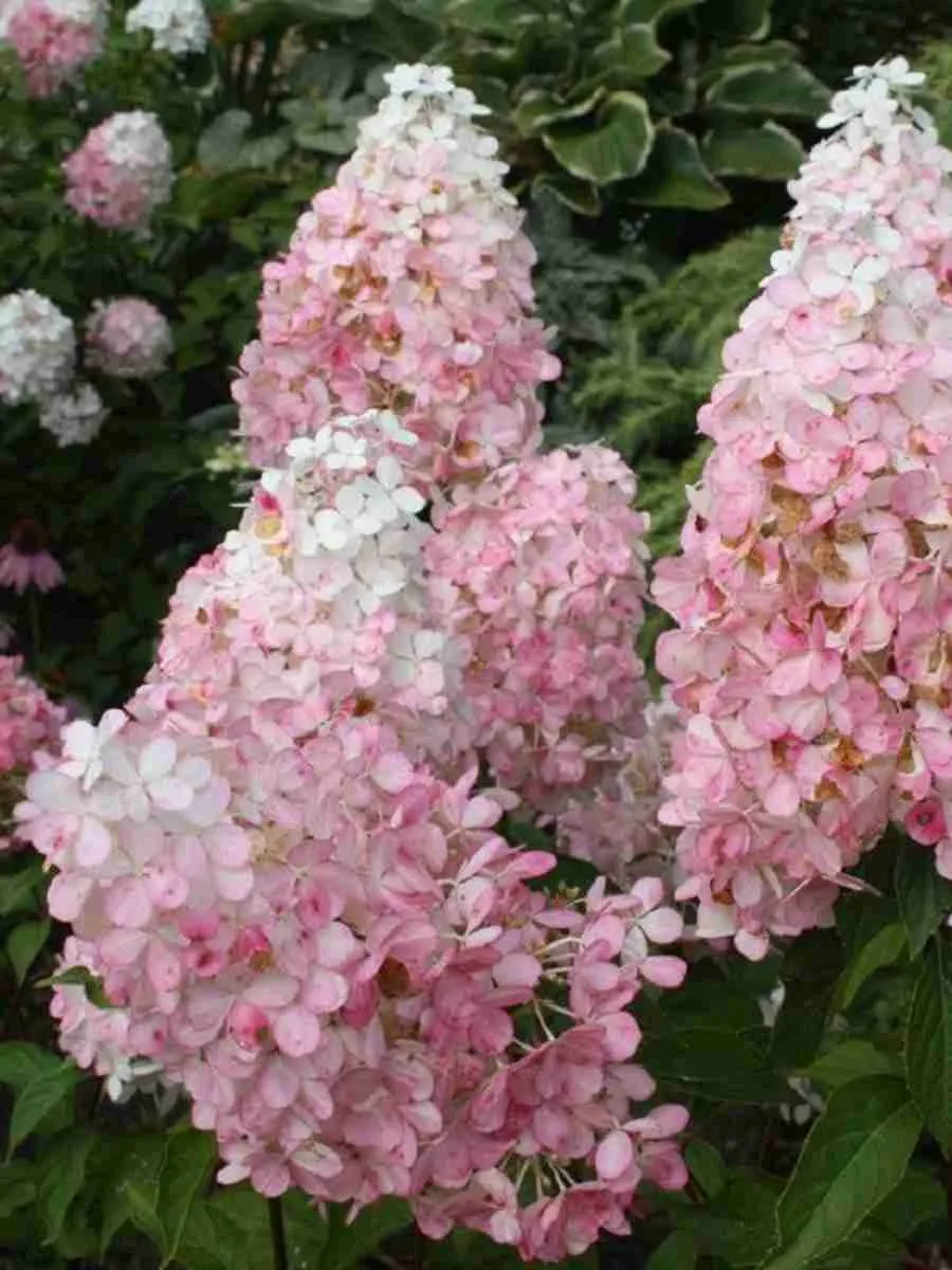 Гортензия метельчатая Pink Lady ТОЛЬКО САМОВЫВОЗ Гортензия метельчатая Pink Lady ТОЛЬКО САМОВЫВОЗ