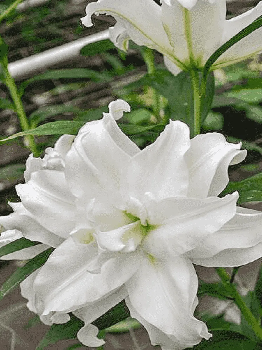 Лилия Roselily Petronella