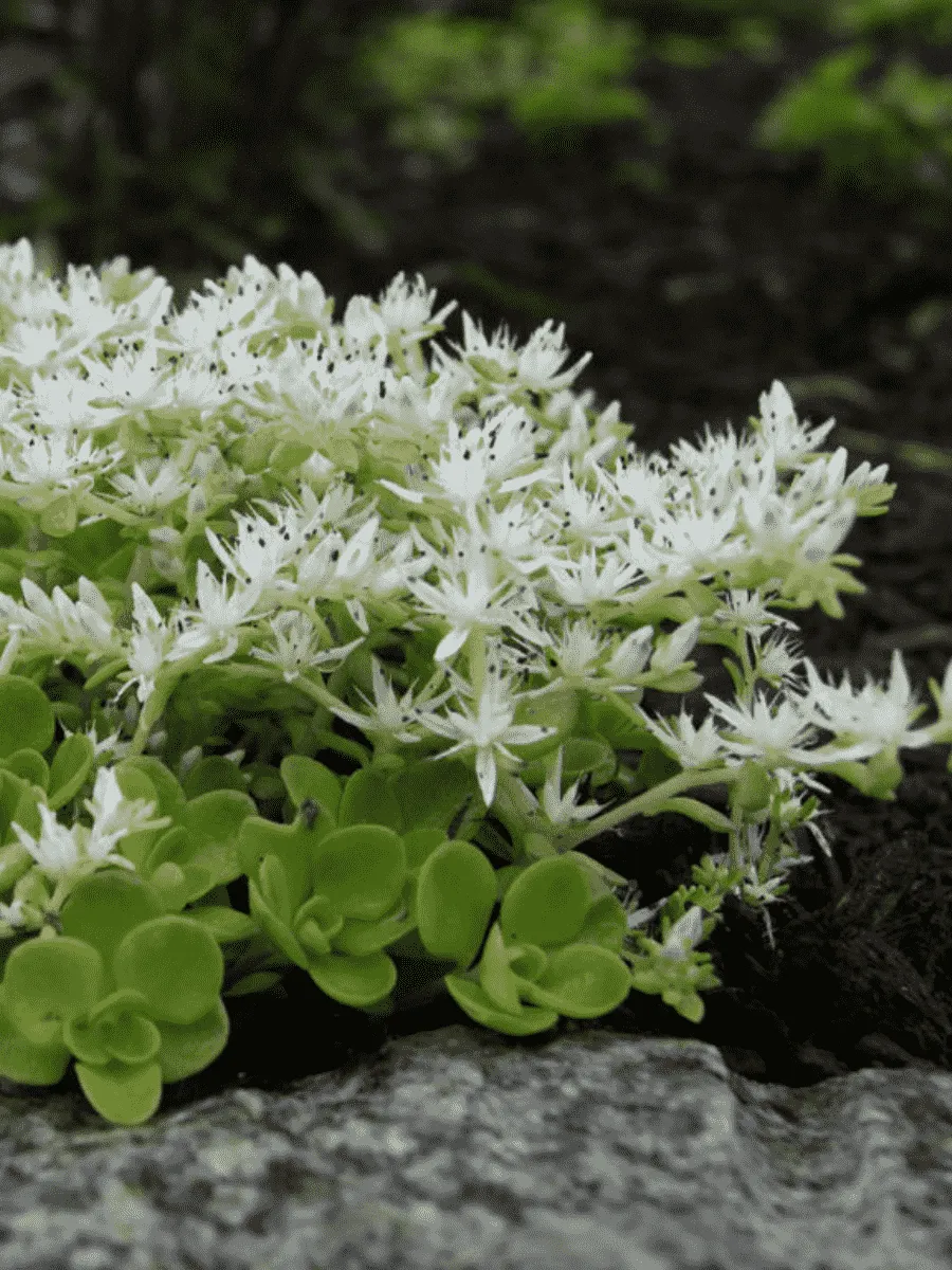 Очиток ложный Album