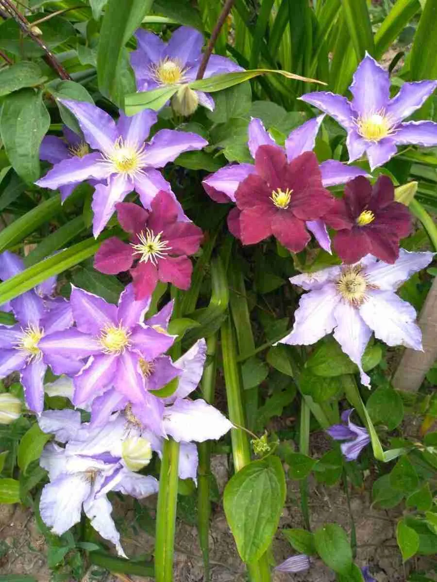 Клематис гибридный Anna German Клематис гибридный Anna German