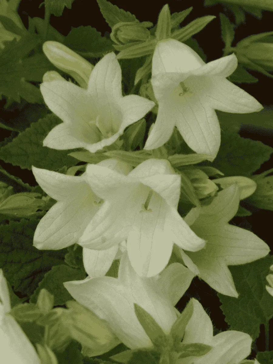 Колокольчик бледноохряный Mrs van Vollenhoven