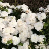 Роза почвопокровная Miniature White