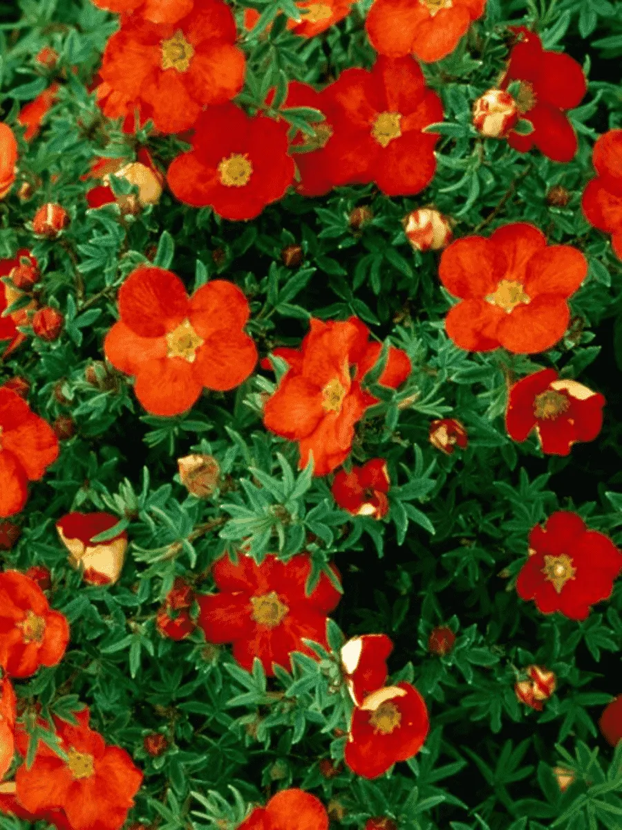 Лапчатка кустарниковая Marian Red Robin Лапчатка кустарниковая Marian Red Robin