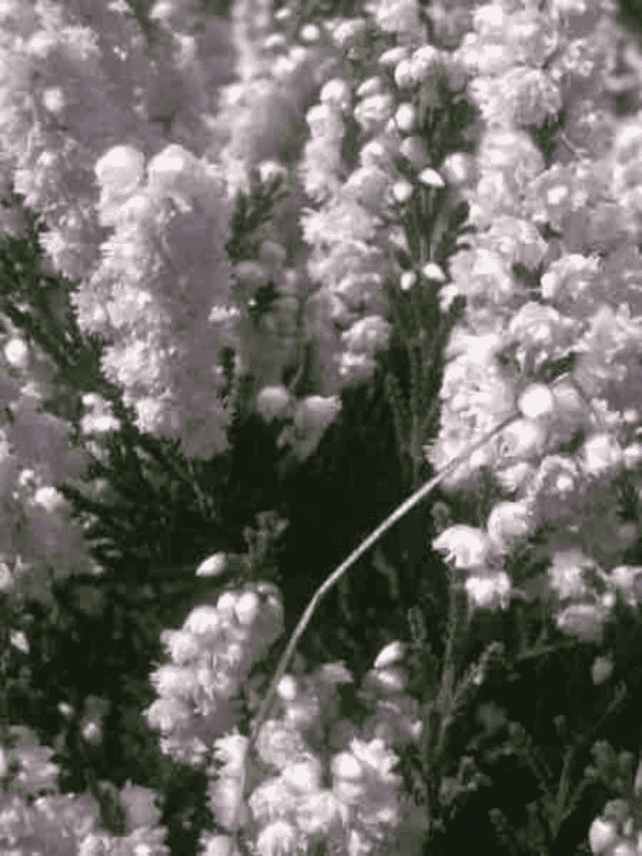 Вереск обыкновенный Peter Sparkes