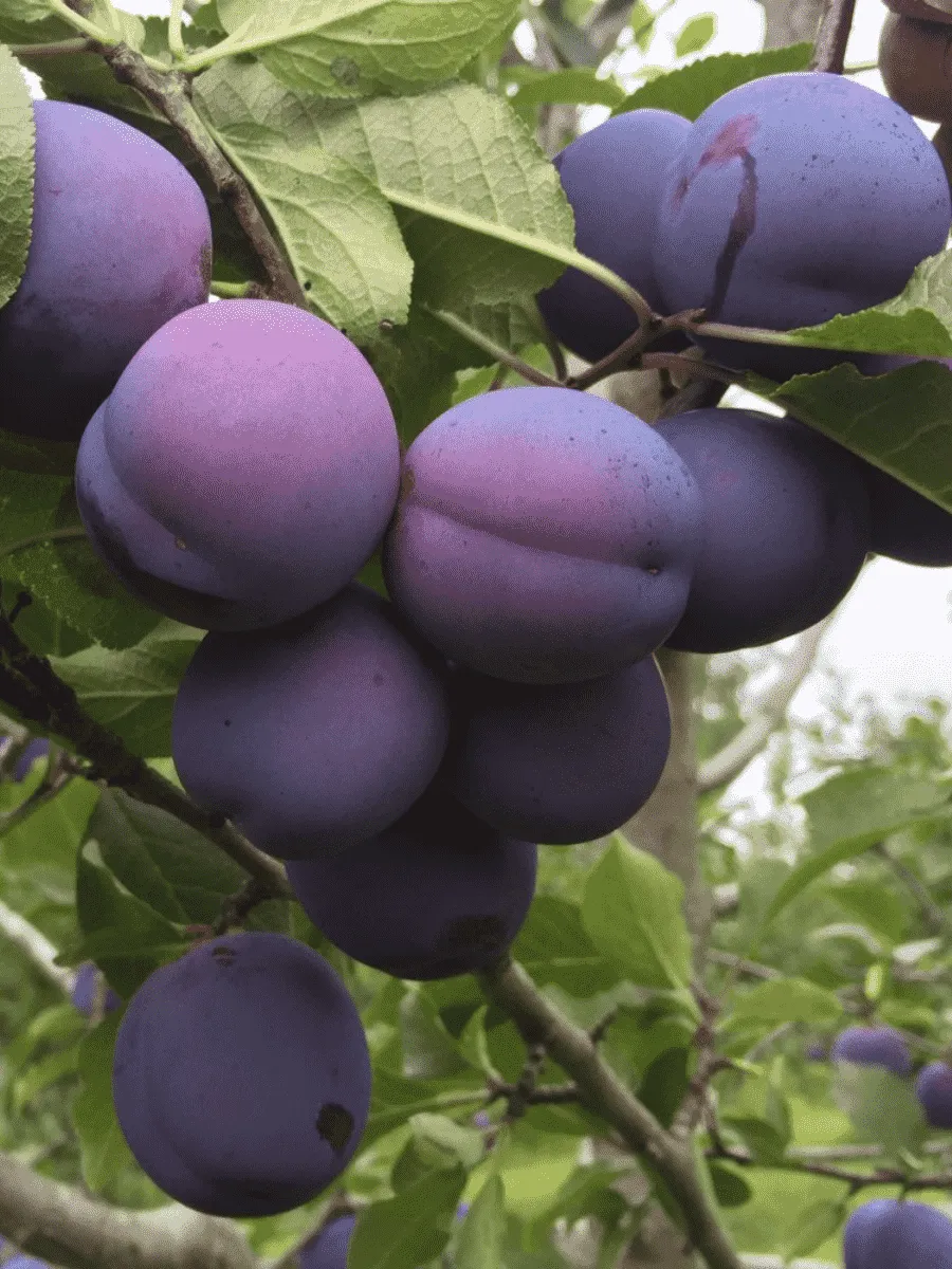 Слива домашняя Заречная ранняя Слива домашняя Заречная ранняя