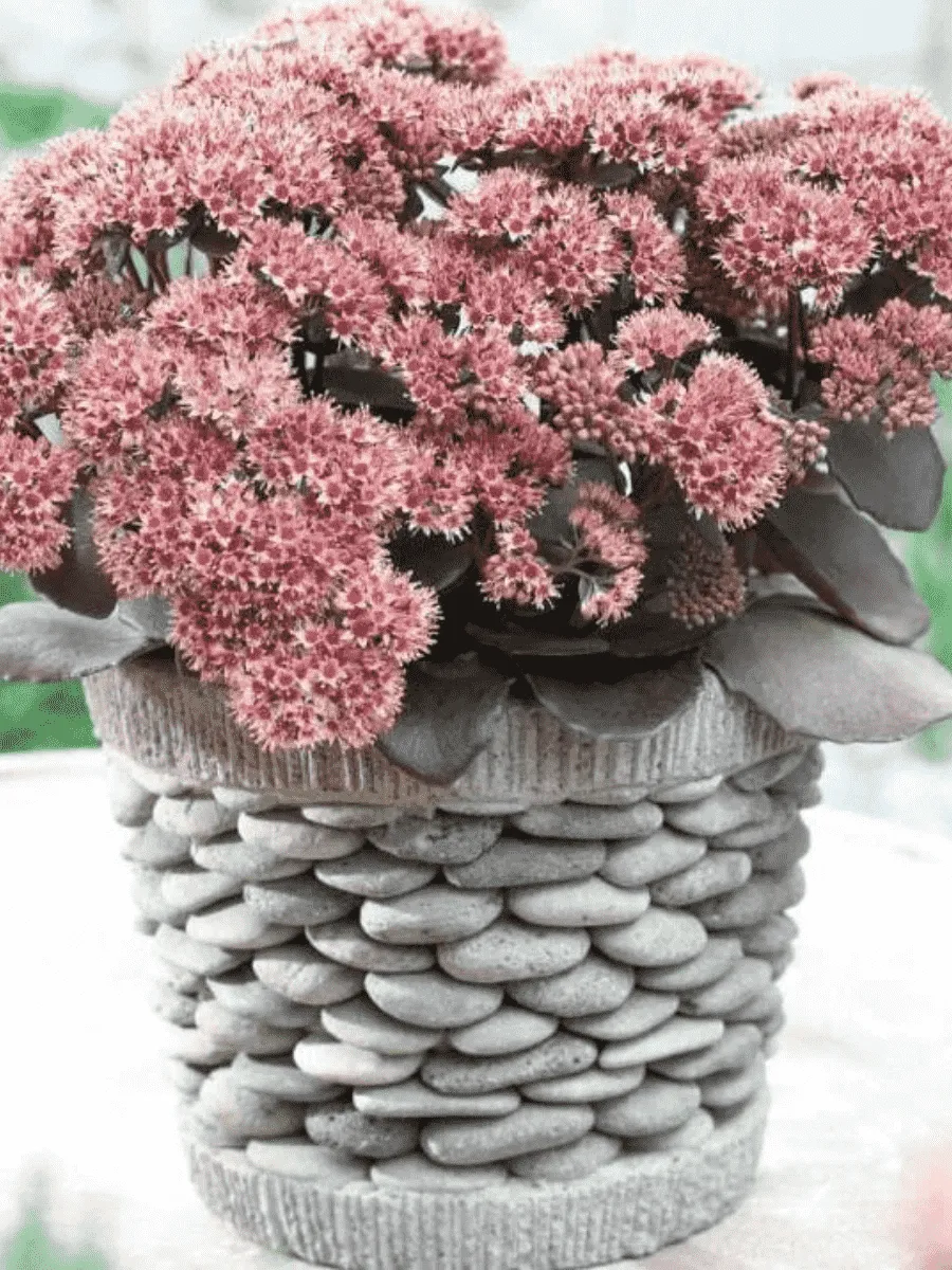 Очиток большой Brown red