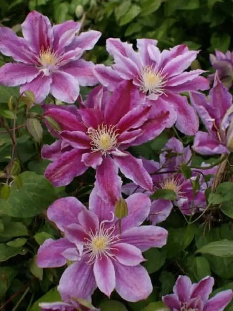 Клематис Ragamuffin Клематис Ragamuffin